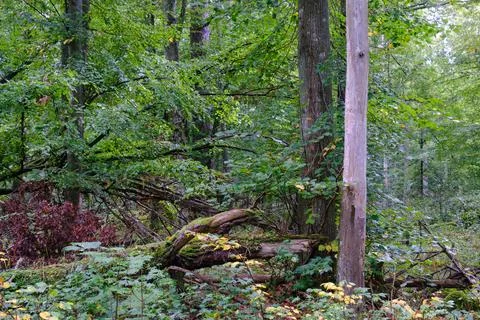 Summertime deciduous forest with broken dead tree,Bialowieza Forest,Poland,Eu Stock Photos