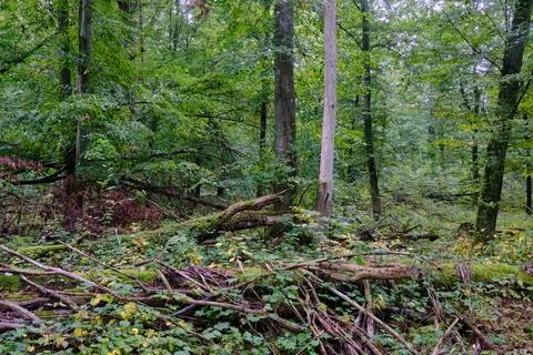 Summertime deciduous forest with broken dead tree,Bialowieza Forest,Poland,Eu Stock Photos