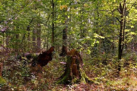 Summertime deciduous forest with broken dead tree,Bialowieza Forest,Poland,Eu Foto stock