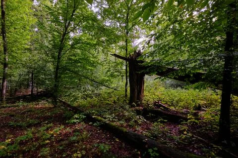 Summertime deciduous forest with broken dead tree,Bialowieza Forest,Poland,Eu Stock Photos