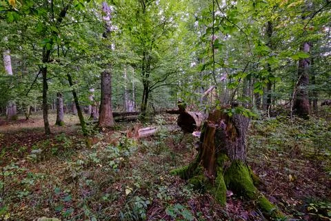 Summertime deciduous forest with broken dead tree,Bialowieza Forest,Poland,Eu Stock Photos