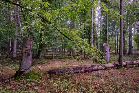 Summertime deciduous forest with broken dead tree,Bialowieza Forest,Poland,Eu Stock Photos