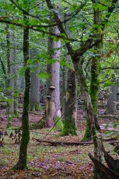 Summertime deciduous forest with broken dead tree,Bialowieza Forest,Poland,Eu Stock Photos