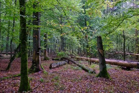 Summertime deciduous forest with broken dead tree,Bialowieza Forest,Poland,Eu Foto stock