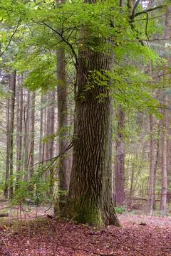 Summertime deciduous forest with broken dead tree,Bialowieza Forest,Poland,Eu Stock Photos