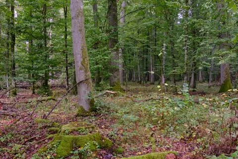 Summertime deciduous forest with broken dead tree,Bialowieza Forest,Poland,Eu Foto stock