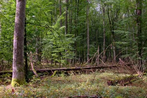 Summertime deciduous forest with broken dead tree,Bialowieza Forest,Poland,Eu Stock Photos