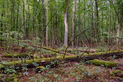 Summertime deciduous forest with broken dead tree,Bialowieza Forest,Poland,Eu 스톡 사진