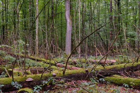 Summertime deciduous forest with broken dead tree,Bialowieza Forest,Poland,Eu Stock Photos