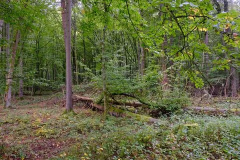 Summertime deciduous forest with broken dead tree,Bialowieza Forest,Poland,Eu Stock Photos
