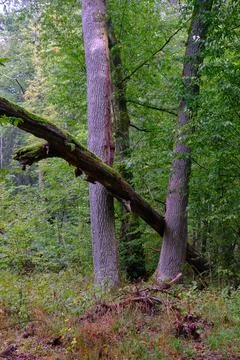 Summertime deciduous forest with broken dead tree,Bialowieza Forest,Poland,Eu Stock Photos