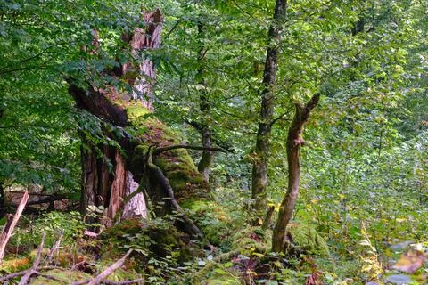 Summertime deciduous forest with broken dead tree,Bialowieza Forest,Poland,Eu Stock Photos