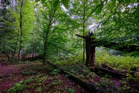 Summertime deciduous forest with broken dead tree,Bialowieza Forest,Poland,Eu Stock Photos