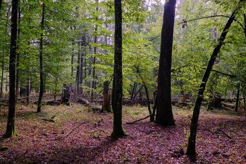 Summertime deciduous forest with broken dead tree,Bialowieza Forest,Poland,Eu Stock Photos