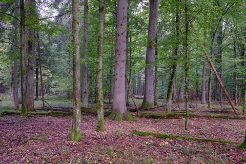 Summertime deciduous forest with broken dead tree,Bialowieza Forest,Poland,Eu Stock Photos