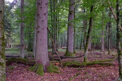 Summertime deciduous forest with broken dead tree,Bialowieza Forest,Poland,Eu Stock Photos