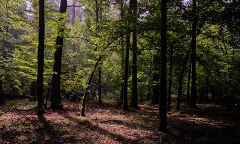 Summertime deciduous forest with broken dead tree,Bialowieza Forest,Poland,Eu Stock Photos