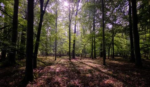Summertime deciduous forest with broken dead tree,Bialowieza Forest,Poland,Eu Stock Photos