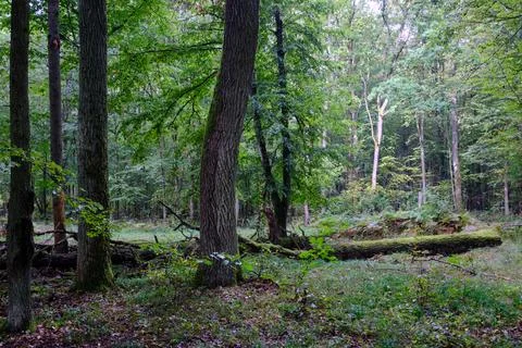 Summertime deciduous forest with broken dead tree,Bialowieza Forest,Poland,Eu 스톡 사진