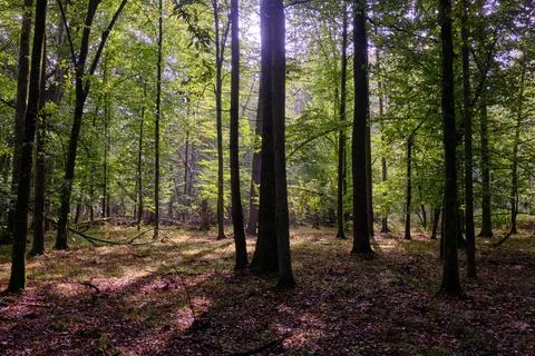 Summertime deciduous forest with broken dead tree,Bialowieza Forest,Poland,Eu Stock Photos