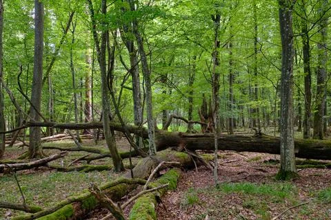 Summertime deciduous forest with broken dead tree,Bialowieza Forest,Poland,Eu Stock Photos