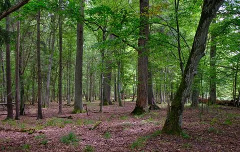 Summertime deciduous forest with broken dead tree,Bialowieza Forest,Poland,Eu Stock Photos