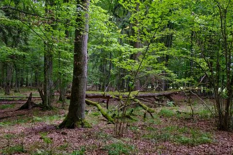 Summertime deciduous forest with broken dead tree,Bialowieza Forest,Poland,Eu Stock Photos