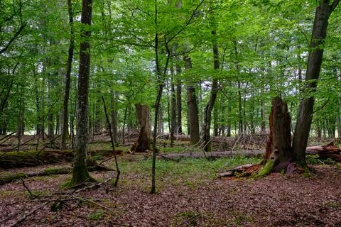 Summertime deciduous forest with broken dead tree,Bialowieza Forest,Poland,Eu Stock Photos