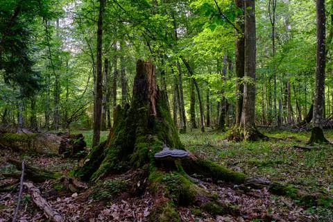 Summertime deciduous forest with broken dead tree,Bialowieza Forest,Poland,Eu Stock Photos