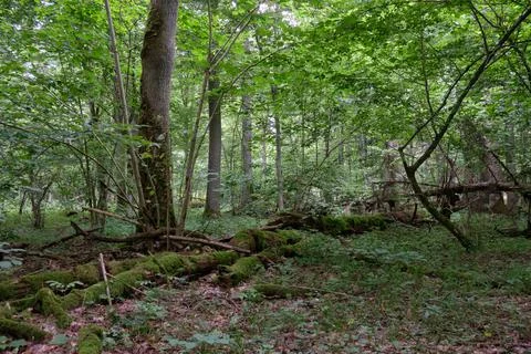 Summertime deciduous forest with broken oak branch in foreground, Bialowieza  Foto stock
