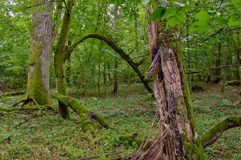 Summertime deciduous forest with broken oak roots  in background, Bialowieza  Foto stock