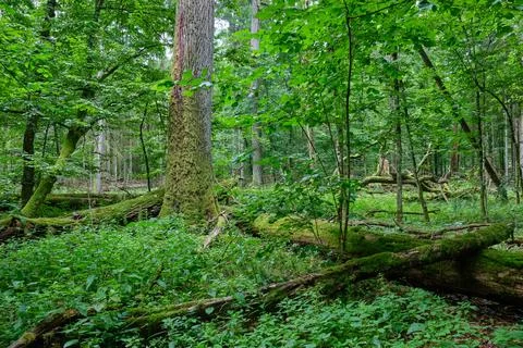 Summertime deciduous forest with old monumental oak tree in background, Bialo Stock Photos