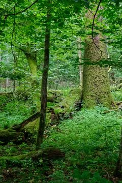 Summertime deciduous forest with old monumental oak tree in background, Bialo Stock Photos