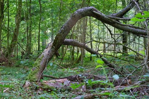 Summertime deciduous primeval forest with broken branch lying in foreground,  Stock Photos