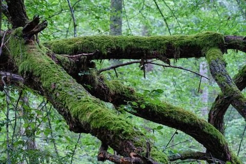 Summertime deciduous primeval forest with broken branch lying in foreground,  Stock Photos