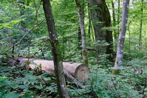 Summertime deciduous primeval forest with old oak tree in background and lyin Stock Photos