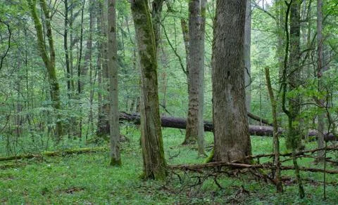 Summertime deciduous primeval forest with old oak tree in background and horn Stock Photos