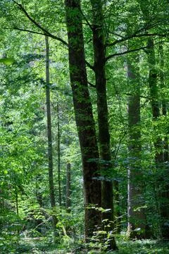 Summertime deciduous primeval forest with old oak tree in background, Bilowie Stock Photos