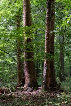 Summertime deciduous primeval forest with old oak tree in background andmaple Stock Photos
