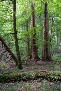 Summertime deciduous primeval forest with old oak tree in background andmaple Stock Photos