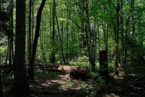 Summertime deciduous primeval stand with broken old trees rotting in backgrou Stock Photos