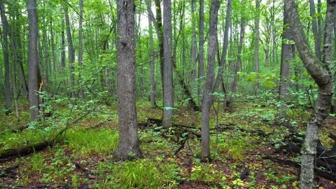 Summertime Deciduous Primeval Stand with Old Trees and Lush Foliage, Białowieża Stock Footage 325358595