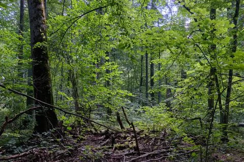 Summertime deciduous primeval stand with old broken  tree partly declined mos Stock Photos
