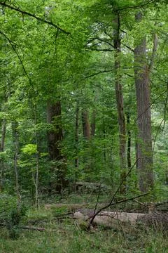 Summertime deciduous primeval stand with old hornbeam  in foreground, Bialowi Foto stock