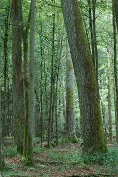 Summertime deciduous primeval tree stand with old oak and hornbeam tree  in b Foto stock