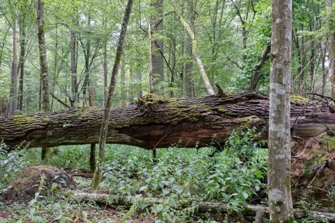 Summertime deciduous primeval tree stand with old broken oak tree  in foregro Stock Photos