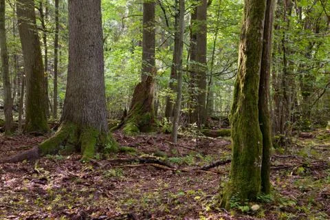 Summertime deciduous stand with old trees Stock Photos