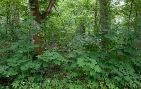 Summertime deciduous stand with old trees  in background and jyvenile maples  Stock Photos