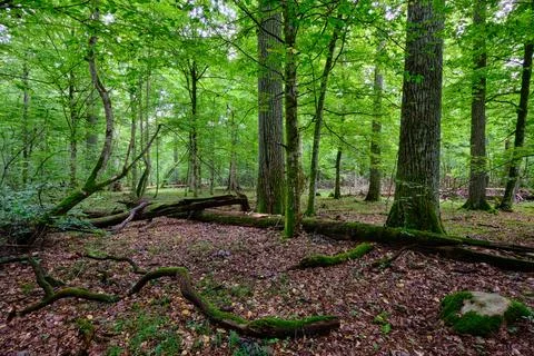 Summertime deciduous tree stand with broken dead trees rotting,Bialowieza For Stock Photos