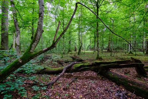 Summertime deciduous tree stand with broken dead trees rotting,Bialowieza For Stock Photos